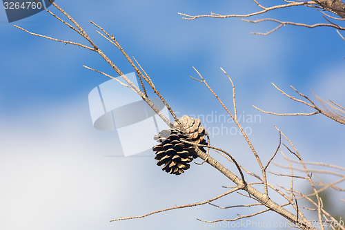 Image of Abstract hoto of some winter branches