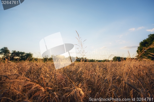 Image of Large agricultural field with cereal