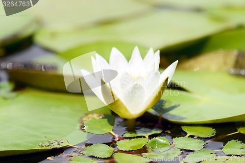 Image of Water lily in the lake