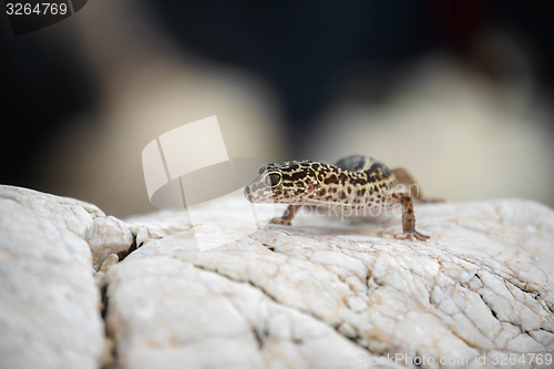 Image of Gecko lizard on rocks 