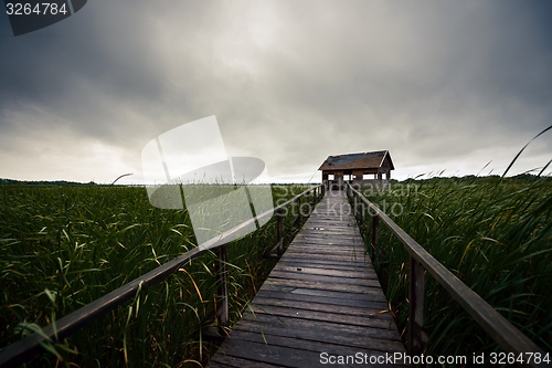 Image of Wooden path trough the reed