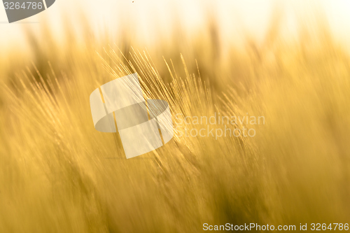 Image of Closeup photo of some fresh wheat