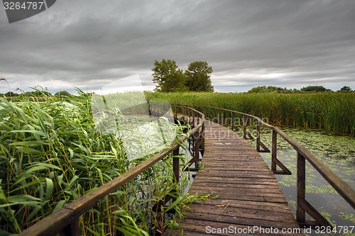 Image of Wooden path trough the reed