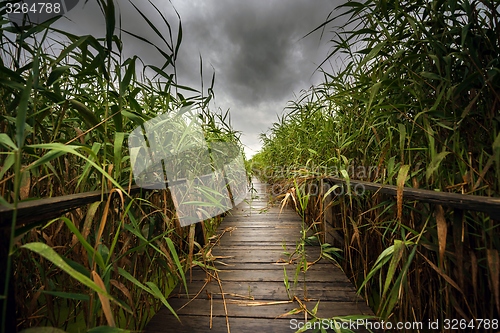 Image of Wooden path trough the reed