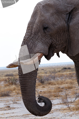 Image of big african elephants on Etosha national park