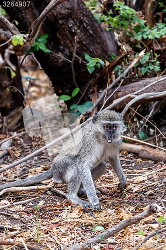 Image of Vervet monkey, Chlorocebus pygerythrus