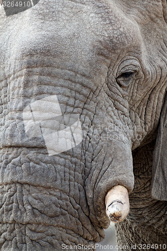 Image of big african elephants on Etosha national park