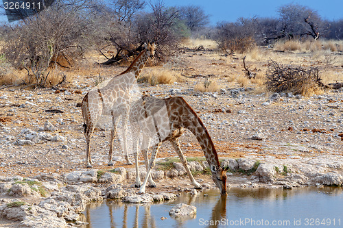 Image of Giraffa camelopardalis drinking from waterhole in Etosha national Park