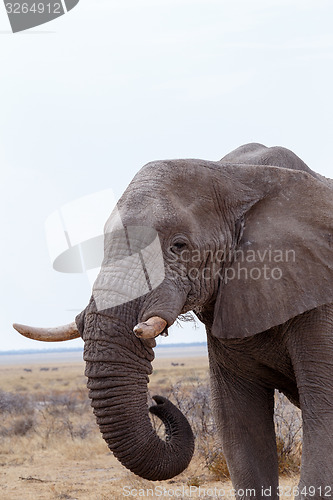 Image of big african elephants on Etosha national park