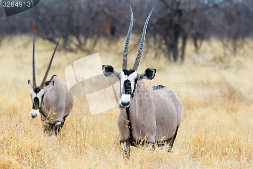 Image of close up portrait of Gemsbok, Oryx gazella