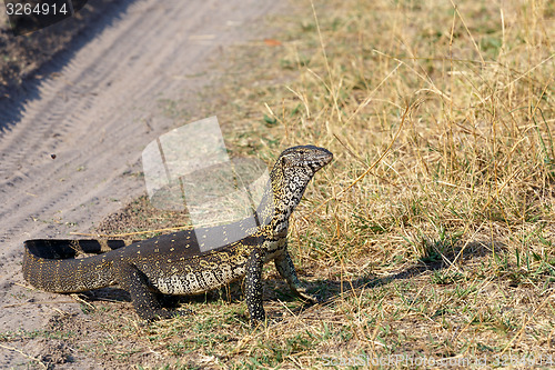 Image of Monitor Lizard, Varanus niloticus on savanna