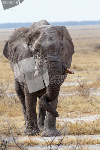 Image of big african elephants on Etosha national park