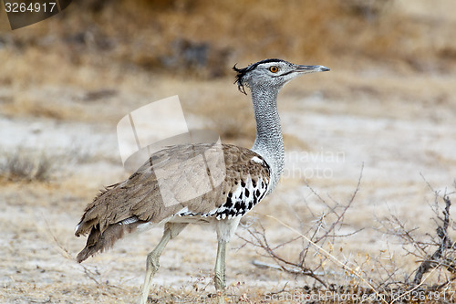 Image of Kori Bustard in african bush