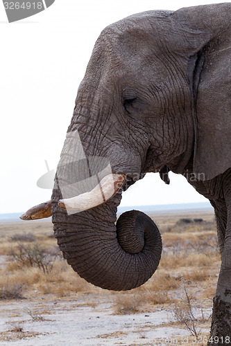 Image of big african elephants on Etosha national park