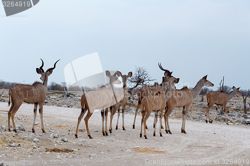 Image of herd of Kudu on way to waterhole