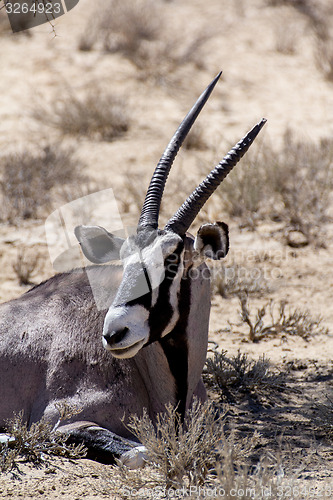 Image of close up portrait of Gemsbok, Oryx gazella