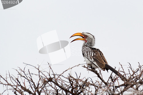 Image of Yellow-billed Hornbill sitting on a branch and rest