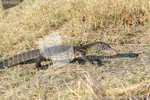 Image of Monitor Lizard, Varanus niloticus on savanna