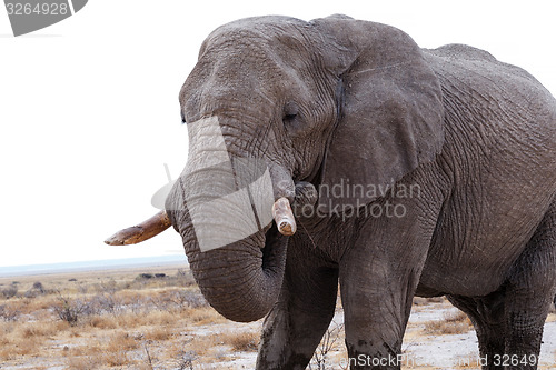 Image of big african elephants on Etosha national park