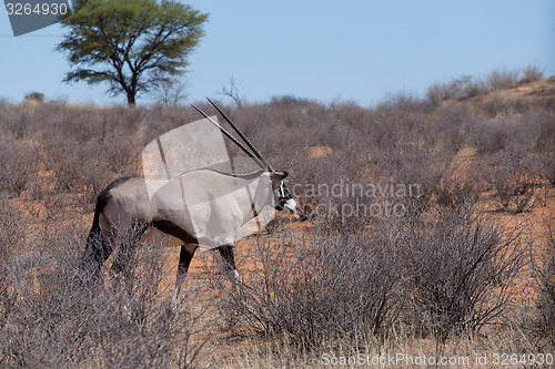 Image of close up portrait of Gemsbok, Oryx gazella