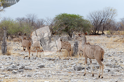Image of herd of Kudu on way to waterhole