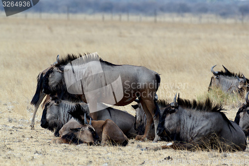 Image of wild Wildebeest Gnu