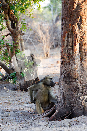 Image of family of Chacma Baboon