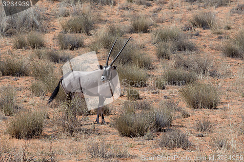 Image of close up portrait of Gemsbok, Oryx gazella