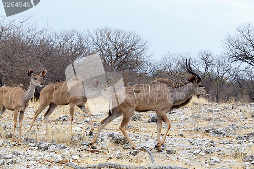 Image of herd of Kudu on way to waterhole