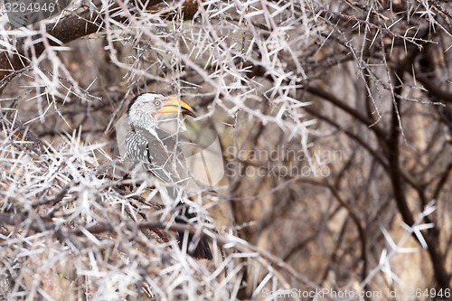 Image of Yellow-billed Hornbill sitting on a branch and rest