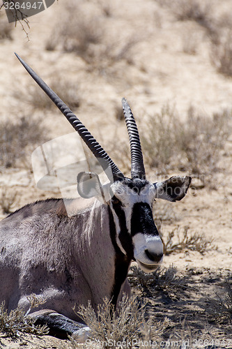 Image of close up portrait of Gemsbok, Oryx gazella