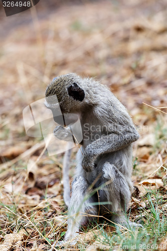 Image of Vervet monkey, Chlorocebus pygerythrus