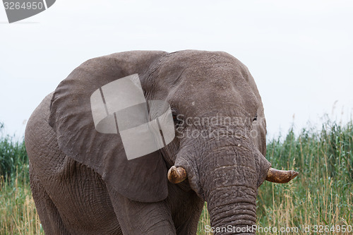 Image of big african elephants on Etosha national park