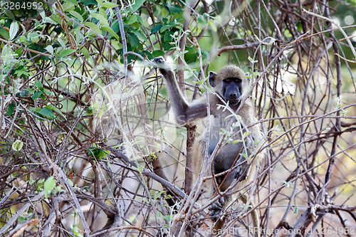 Image of Chacma Baboon