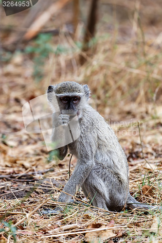 Image of Vervet monkey, Chlorocebus pygerythrus