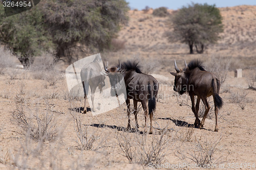 Image of wild Wildebeest Gnu
