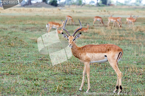 Image of Impala antelope, namibia