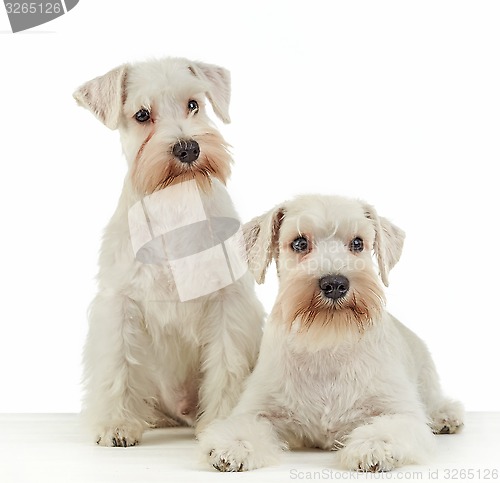 Image of white miniature schnauzer puppies