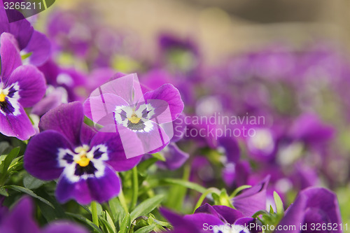 Image of ansies in flower bed