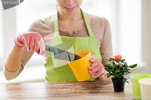 Image of close up of woman hands planting roses in pot