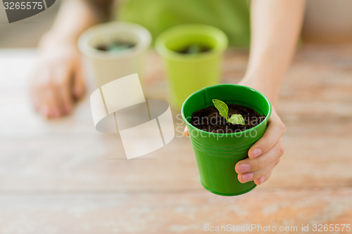 Image of close up of woman hand holding pot with sprout