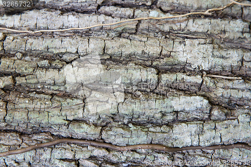 Image of tree trunk bark texture