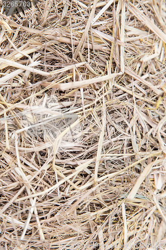 Image of dry grass or hay texture