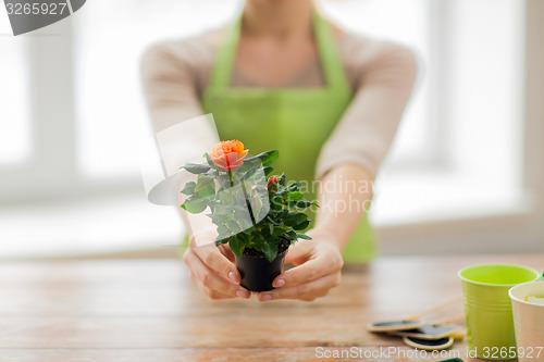 Image of close up of woman hands holding roses bush in pot