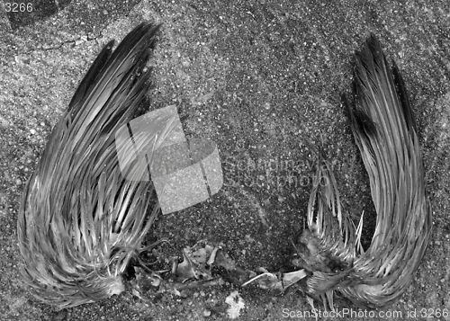 Image of wings