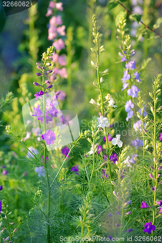 Image of Delphinium flower 