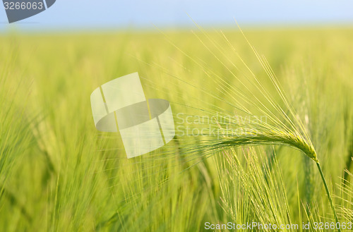 Image of Green wheat field