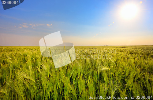 Image of Green wheat field