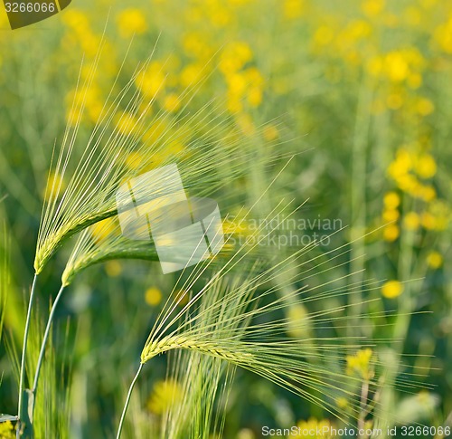 Image of Green wheat field