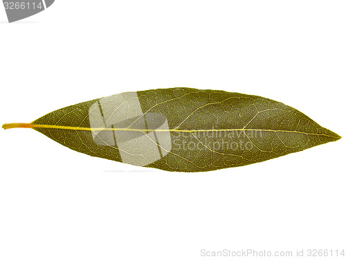 Image of Retro look Laurel Bay tree leaf isolated